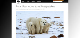 polar bear sweepstakes