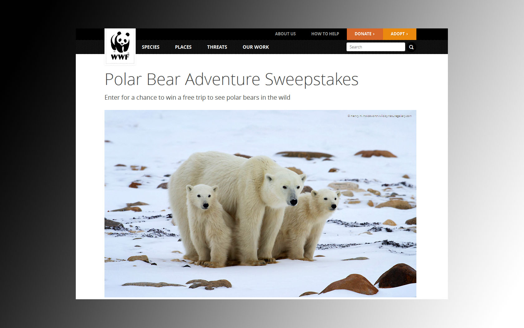 polar bear sweepstakes