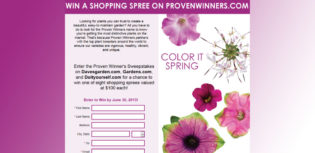 shopping spree sweepstakes