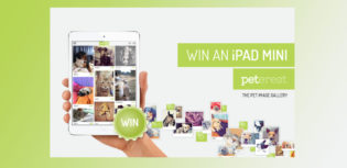 win an ipad mini
